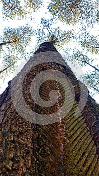 Rough brak texture pine tree trunk photo