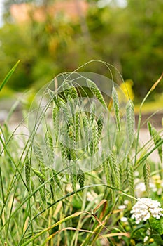 Rough brome or Bromus Squarrosus plant in Saint Gallen in Switzerland photo