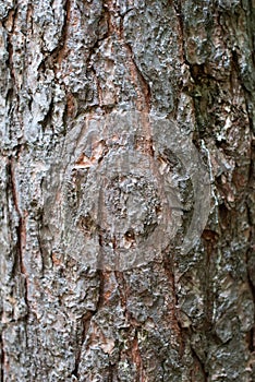 Rough broun bark of the tree.