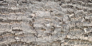 Rough brown ash bark background