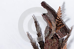 Rough brown bark, dry leaf fern, dried grass stems, moss on white wood board with shadow as modern simple background, top view.