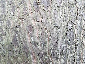 Rough brown cracked bark and tree trunk