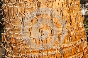Rough brown palm tree wood bark natural texture background.