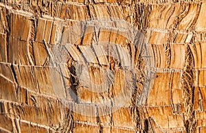 Rough brown palm tree wood bark natural texture background.