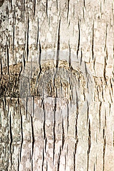 Rough brown palm tree wood bark natural texture background.