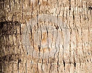 Rough brown palm tree wood bark natural texture background.