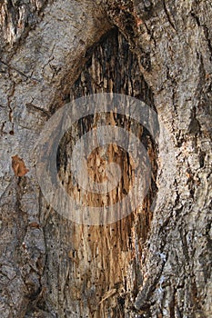 Rough brown tree bark texture. bark of a tree trunk, background texture.