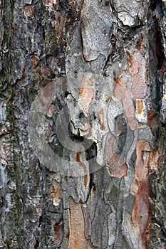 Rough bumpy pine bark of pine tree with small black ants on it f