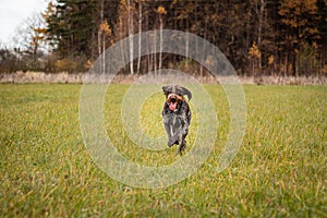 Rough-coated Bohemian Pointer runs through grassy field and enjoys long straights. Marathon training. Training dogs for hunting