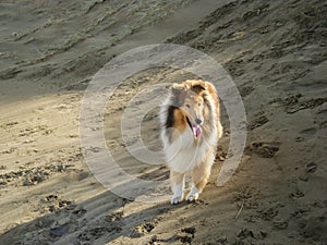Rough coated collie dog walking on the sand dunes at the beach