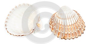 Rough Cockle Shell (Acanthocardia Tuberculata)