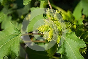 Rough cocklebur green seeds close-up Xanthium strumarium. Detail of the leaves and seeds photo