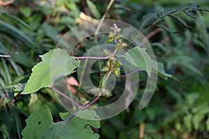 Rough cocklebur ( Xanthium occidentale ) fruits. Asteraceae annual plants.