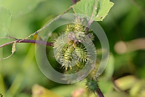 Rough cocklebur ( Xanthium occidentale ) fruits. Asteraceae annual plants.