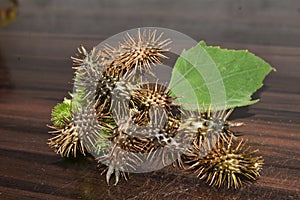 Rough cocklebur ( Xanthium strumarium)