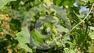 Rough cocklebur ( Xanthium strumarium) on garden