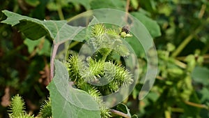 Rough cocklebur ( Xanthium strumarium) on garden