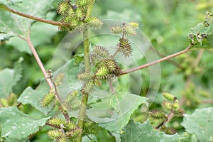 Rough cocklebur ( Xanthium strumarium) on garden, seed are medicinal, herbs