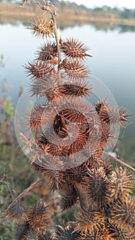 Rough cocklebur. Xanthium strumarium is a species of annual plants of the family Asteraceae.