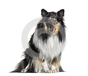 Rough Collie, 3 years old