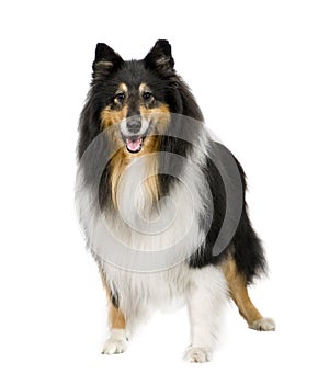 Rough Collie (9 years) photo