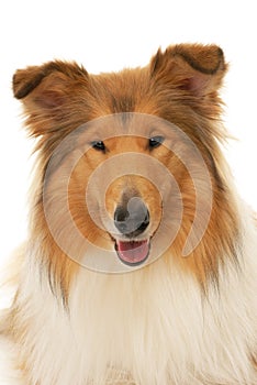 Rough Collie dog