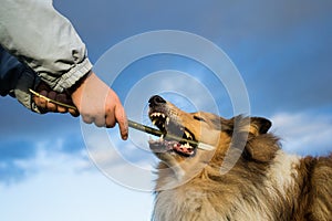 Rough collie playing with young girl