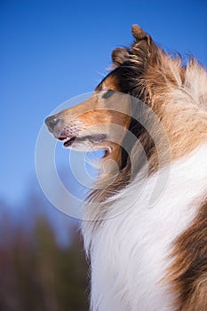 Rough Collie portrait.