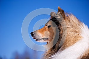 Rough Collie portrait.