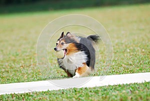 Rough Collie Puppy