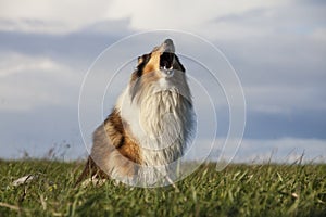 Rough Collie