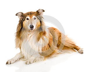 Rough collie - Scottish shepherd (lassie). sable color.