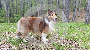 Rough collie and sheltie mix