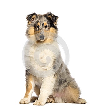 Rough Collie sitting in front of white background