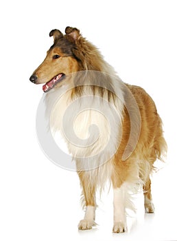 Rough collie standing