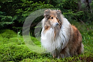 Rough collie standing at a forest
