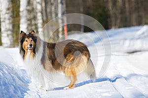 Rough collie standing on snow