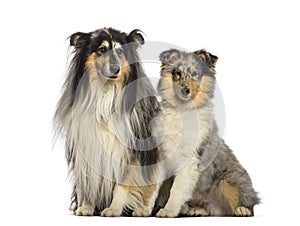Rough Collie, 11 years old and 4 months old