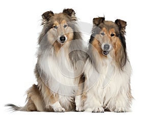 Rough Collies, 6 and 7 years old, sitting photo