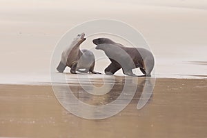 Rough courtship of male and female Hookers sealion