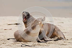 Rough courtship of male and female Hookers sealions
