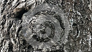 rough cracked bark, huge old tree background