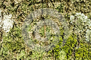 Lichen And Algae Growing On Tree Bark