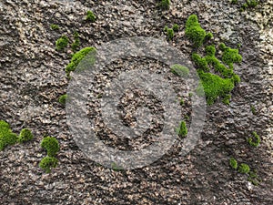 Rough, damp stone wall texture with moss growing on surface