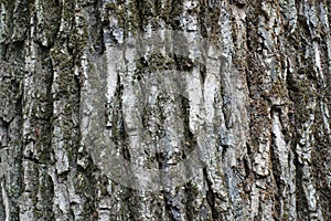 Rough and deeply fissured bark of tree