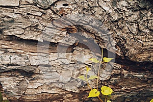 Colorful cracked wooden Tree bark background. plant growing.