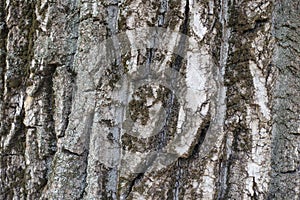 Rough and fissured bark of cottonwood tree