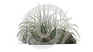 Rough Grass between Granite stones