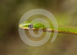 Rough Green Snake