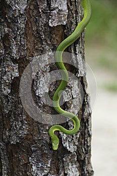 Rough Green Snake